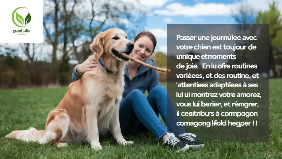 Problèmes de comportement chez les chiens
Éducation des chiens
Chiens difficiles à dresser
Solutions pour chiens agressifs
Chiens anxieux
Dresser un chien